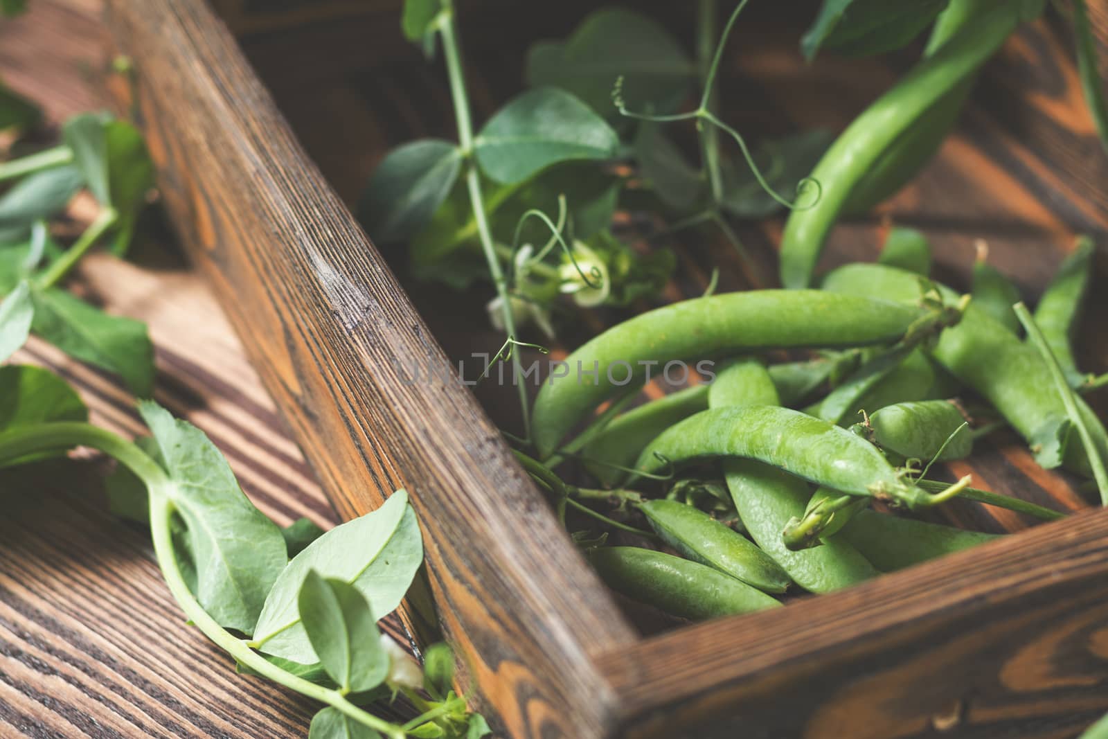 Pods of green peas and pea on a dark wooden surface. Vintage wooden surface for design with beautifully located pods of green peas. Toned and coloring photo. Shallow depth of field.