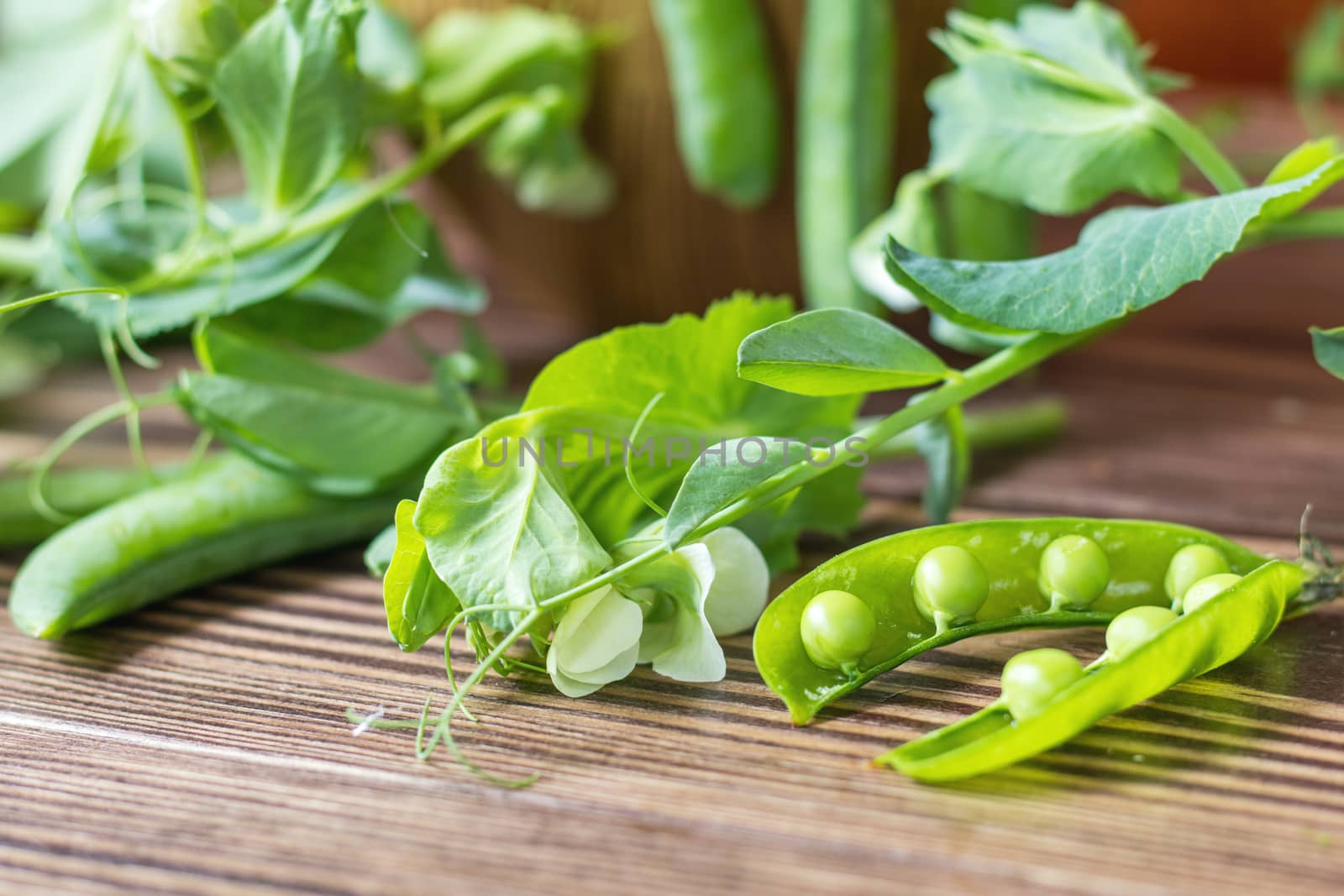 Pods of green peas and pea on a dark wooden surface. Vintage wooden surface for design with beautifully located pods of green peas. Toned and coloring photo. Shallow depth of field.