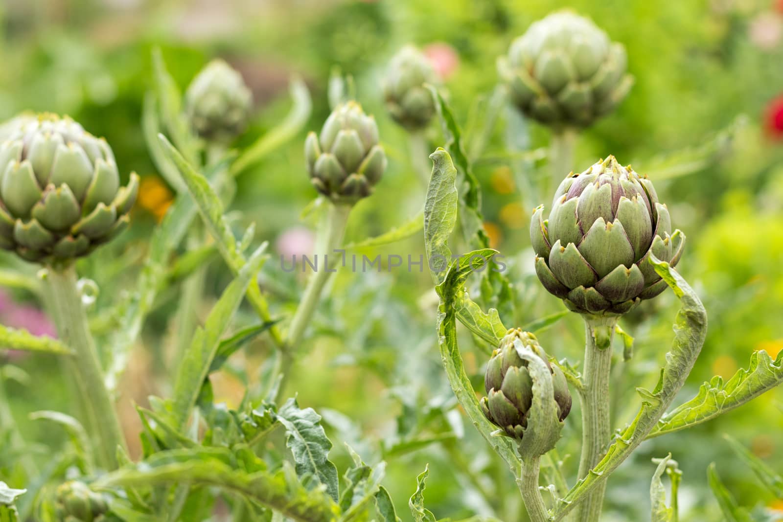 Artichoke with purplish flower growing in the field by ArtSvitlyna