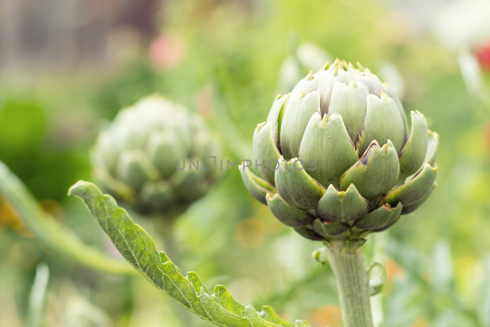 Artichoke with purplish flower growing in the field in Ukraine. Natural agriculture image
