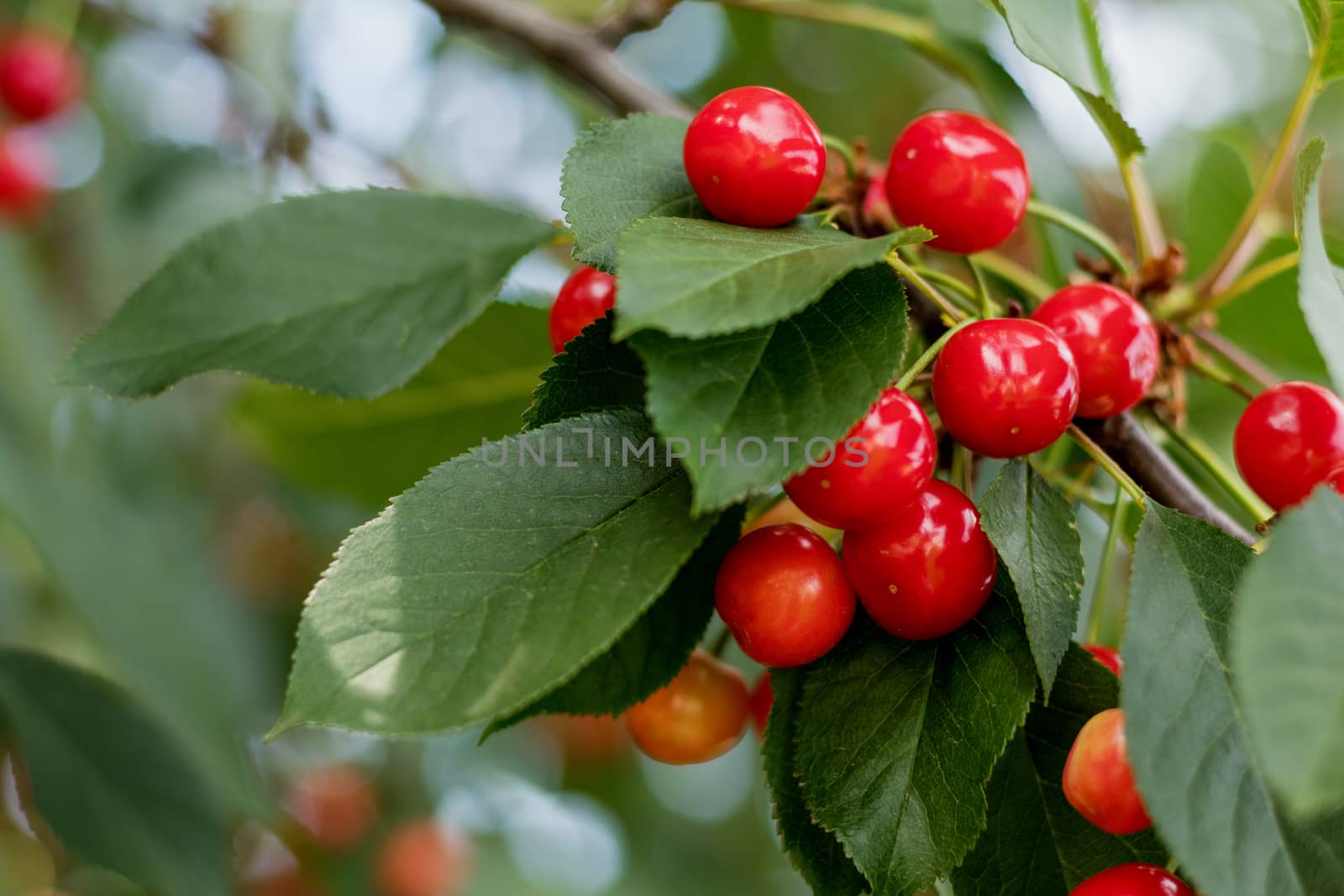 Fragrant ripe juicy cherry on a tiny branch with green leaves. C by ArtSvitlyna