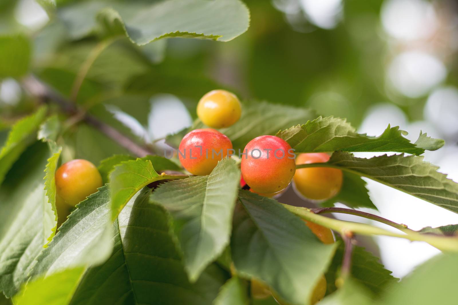 Fragrant ripe juicy merry on a tiny branch with green leaves. Close up