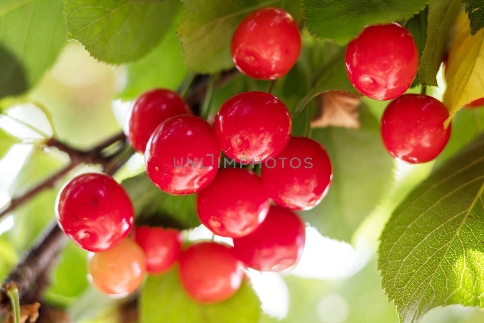 Fragrant ripe juicy cherry on a tiny branch with green leaves. Close up