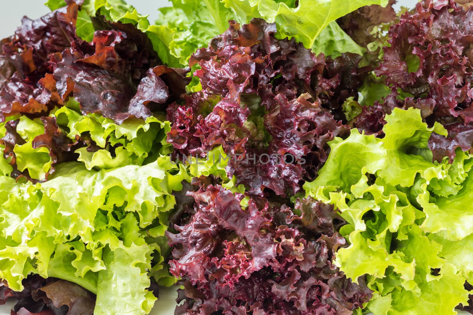 Fresh healthy leaves of Lollo Rosso or coral lettuce and Green Frisee lettuce. Close up.