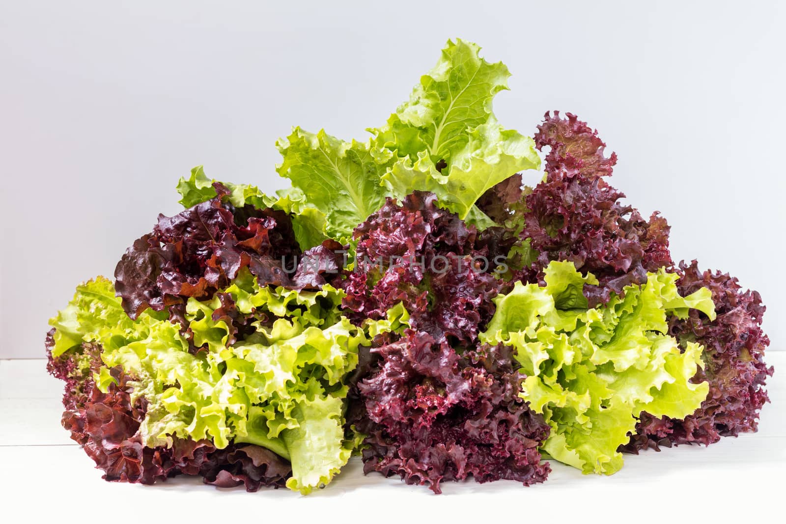 Fresh healthy yummy organic leaves of Lollo Rosso or coral lettuce and Green Frisee lettuce. Light background