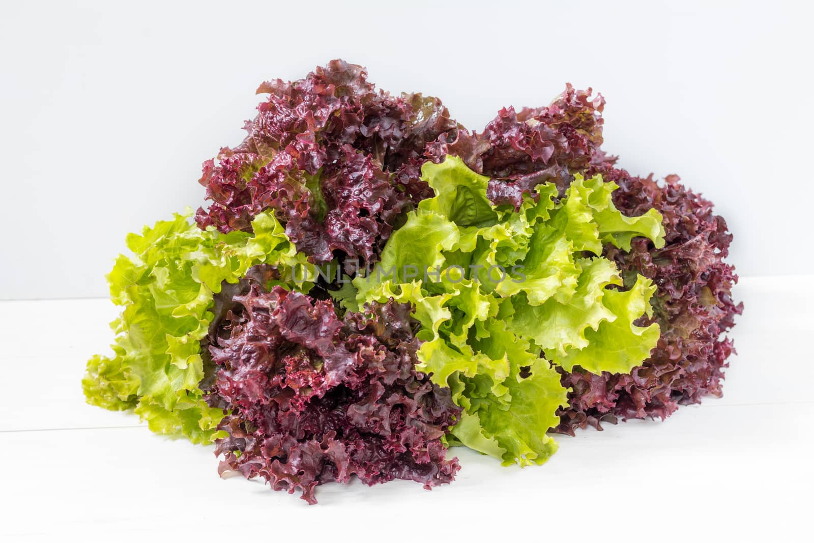 Fresh healthy yummy organic leaves of Lollo Rosso or coral lettuce and Green Frisee lettuce. Light background
