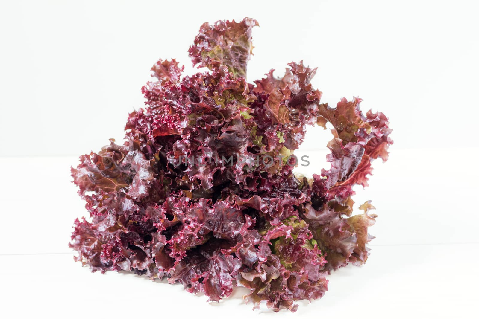Fresh bunch of Lollo Rosso or coral lettuce by ArtSvitlyna
