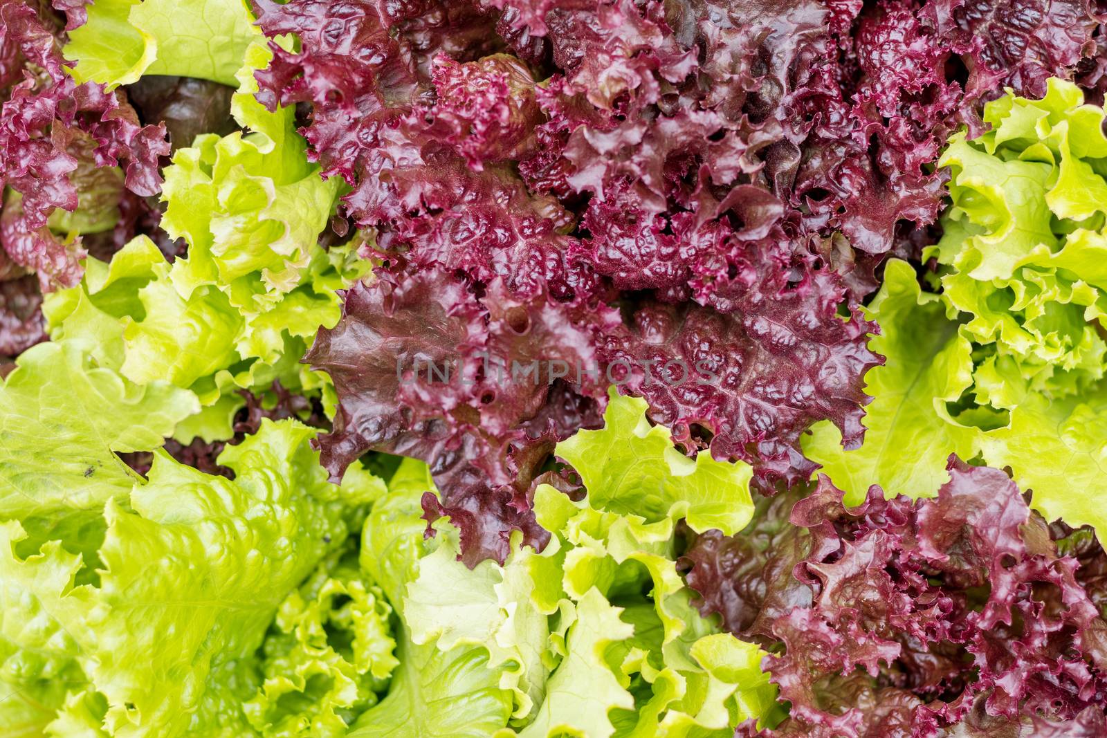 Fresh healthy leaves of Lollo Rosso or coral lettuce and Green Frisee lettuce. Close up.