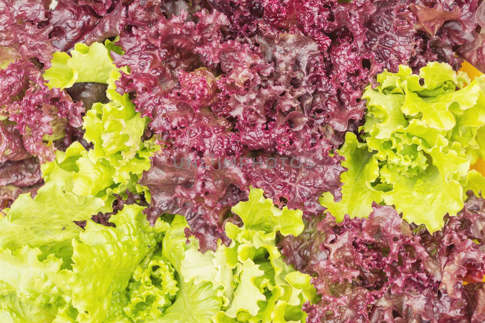 Fresh healthy leaves of Lollo Rosso or coral lettuce and Green Frisee lettuce. Close up.