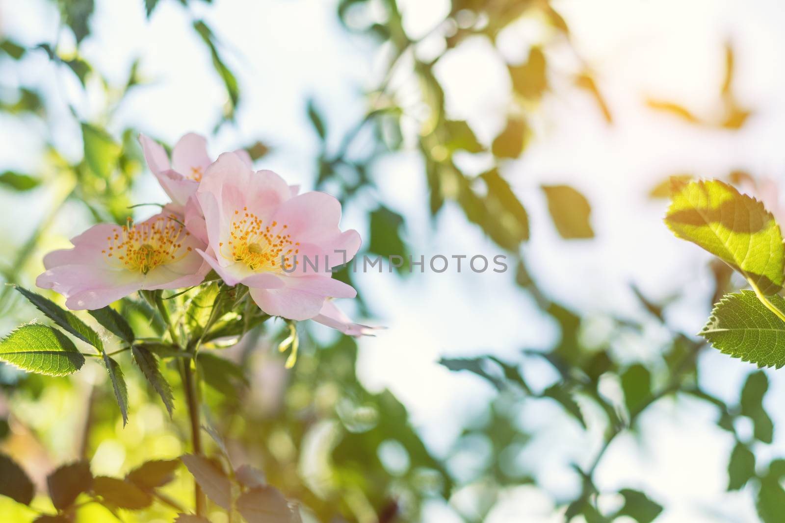Beautiful summer scene with dog-rose flowers on blue sky background. Toned photo. Shallow depth of the field.