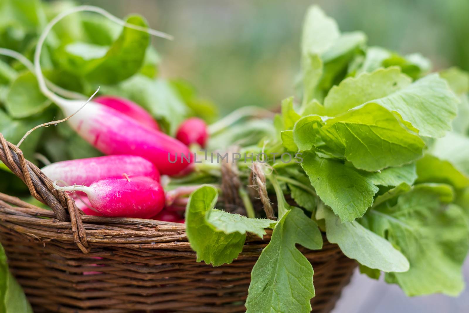 Bunch of radishes in a wicker basket by ArtSvitlyna