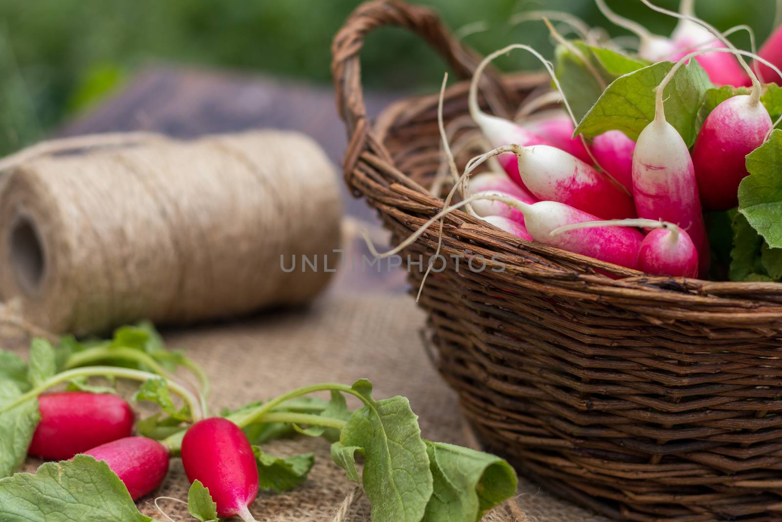 Bunch of fresh radishes in a wicker basket outdoors on the table by ArtSvitlyna