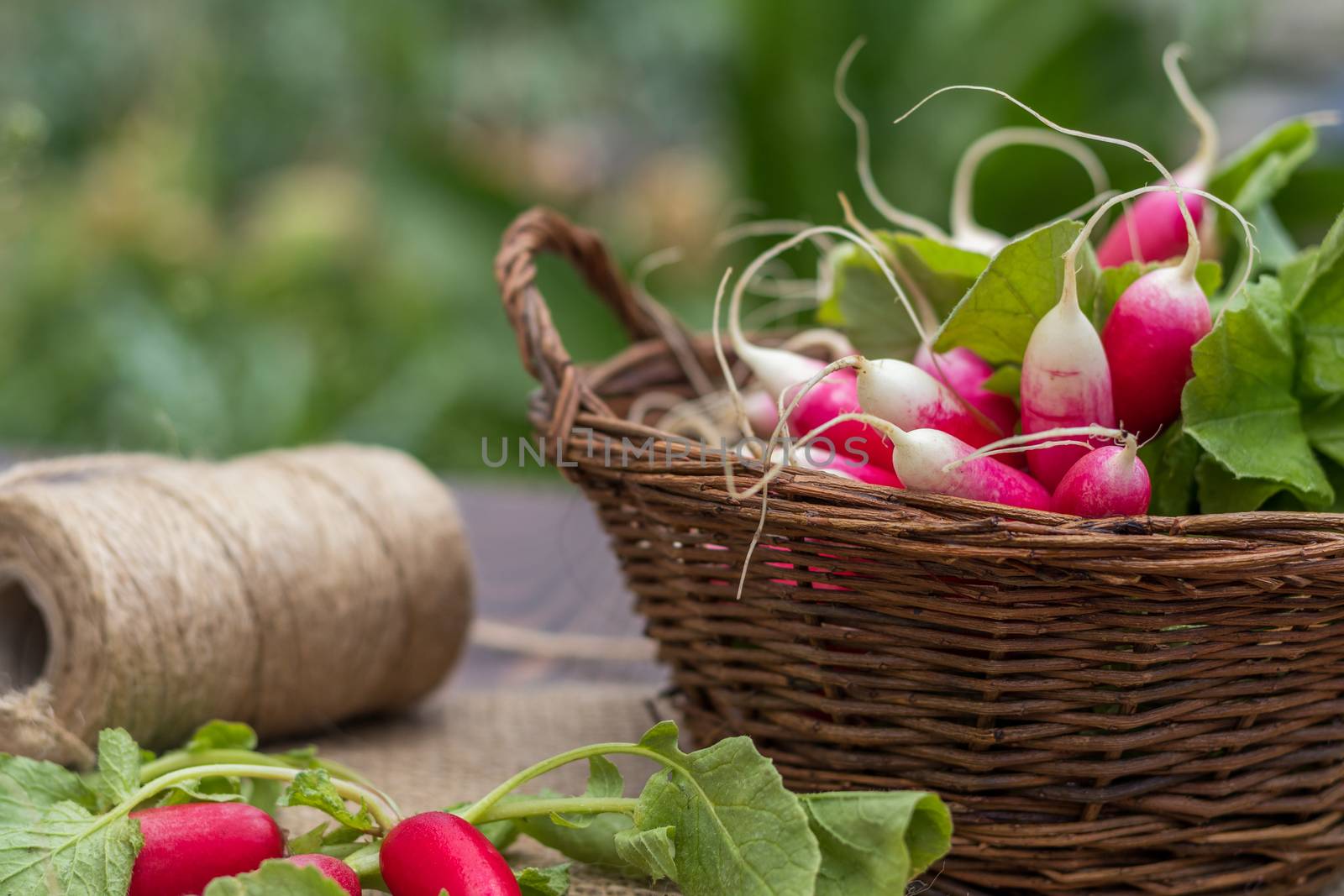 Bunch of fresh radishes in a wicker basket outdoors on the table