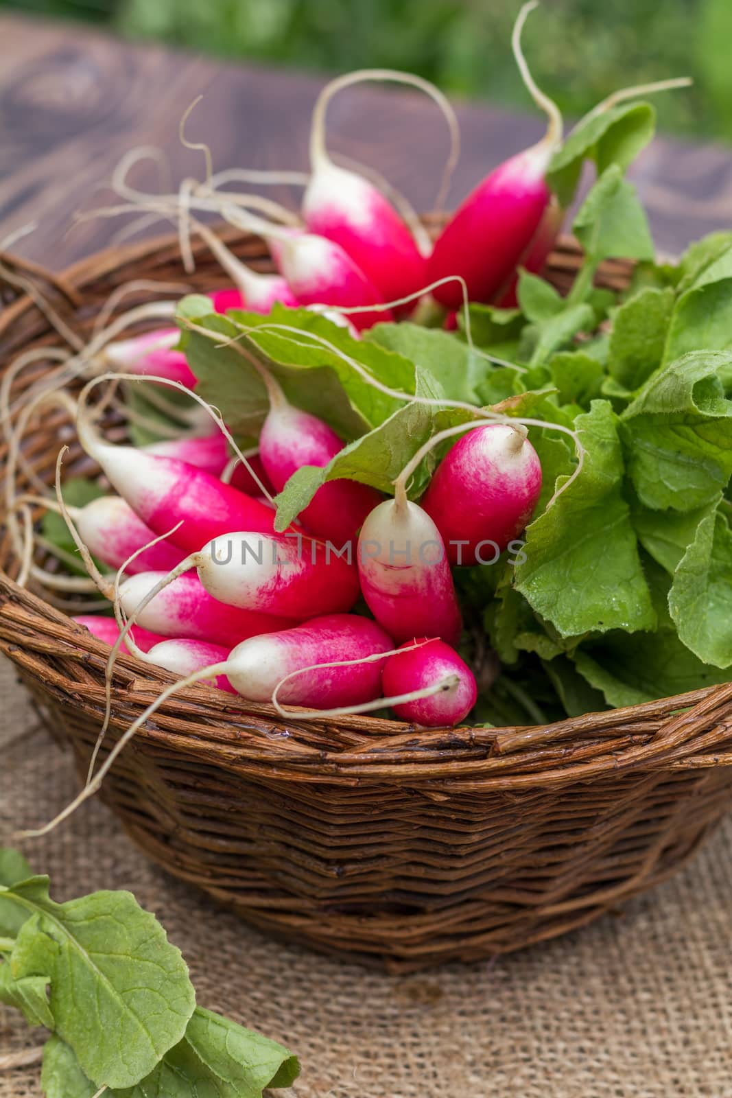 Bunch of fresh radishes in a wicker basket. Close-up