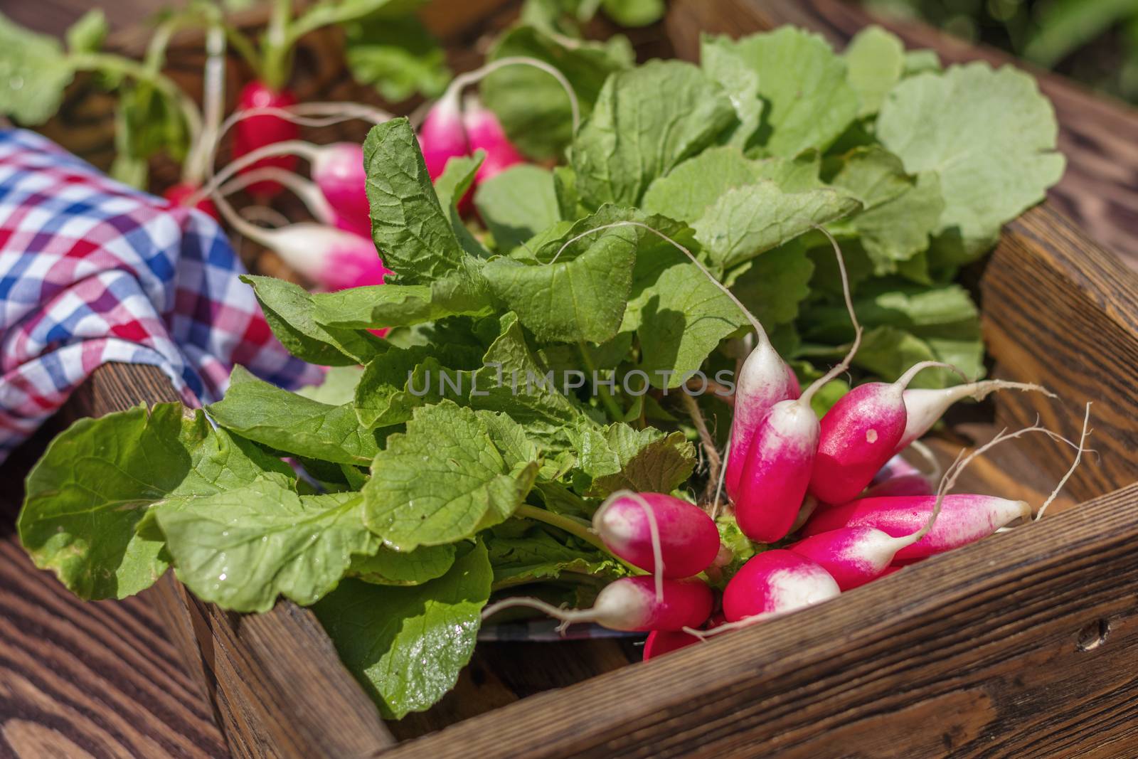Bunch of fresh radishes in a wooden box outdoors on the table. Bunch of fresh radishes in a wooden box outdoors on the table