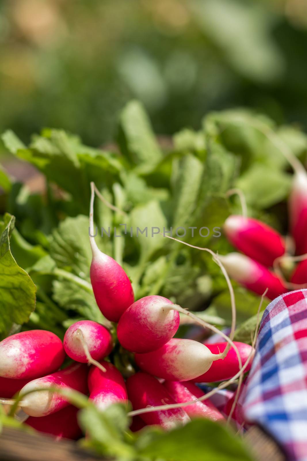 Bunch of fresh radishes in a wooden box outdoors on the table. Bunch of fresh radishes in a wooden box outdoors on the table