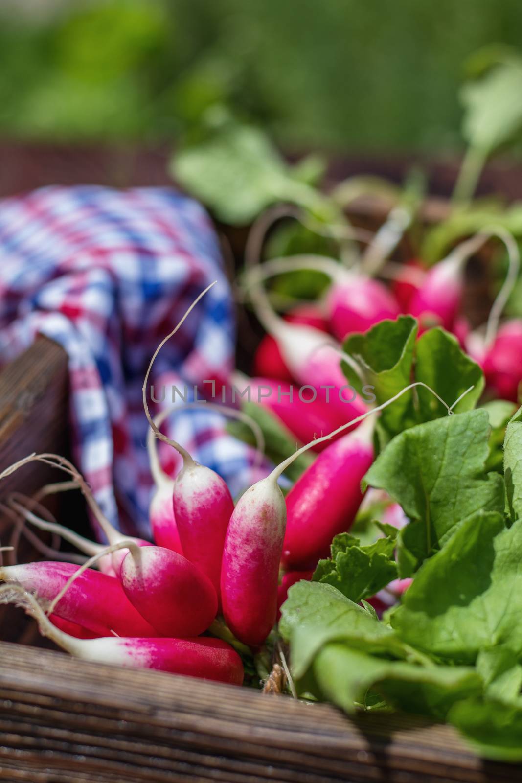 Bunch of fresh radishes in a wooden box outdoors on the table by ArtSvitlyna