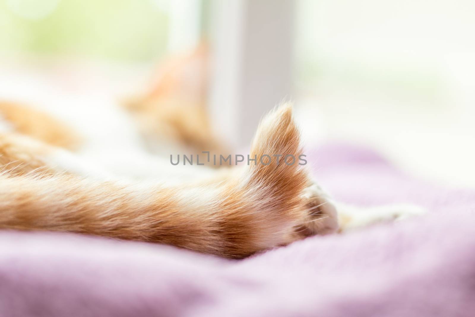 Red-and-white kitty sleeping on violet blanket by ArtSvitlyna