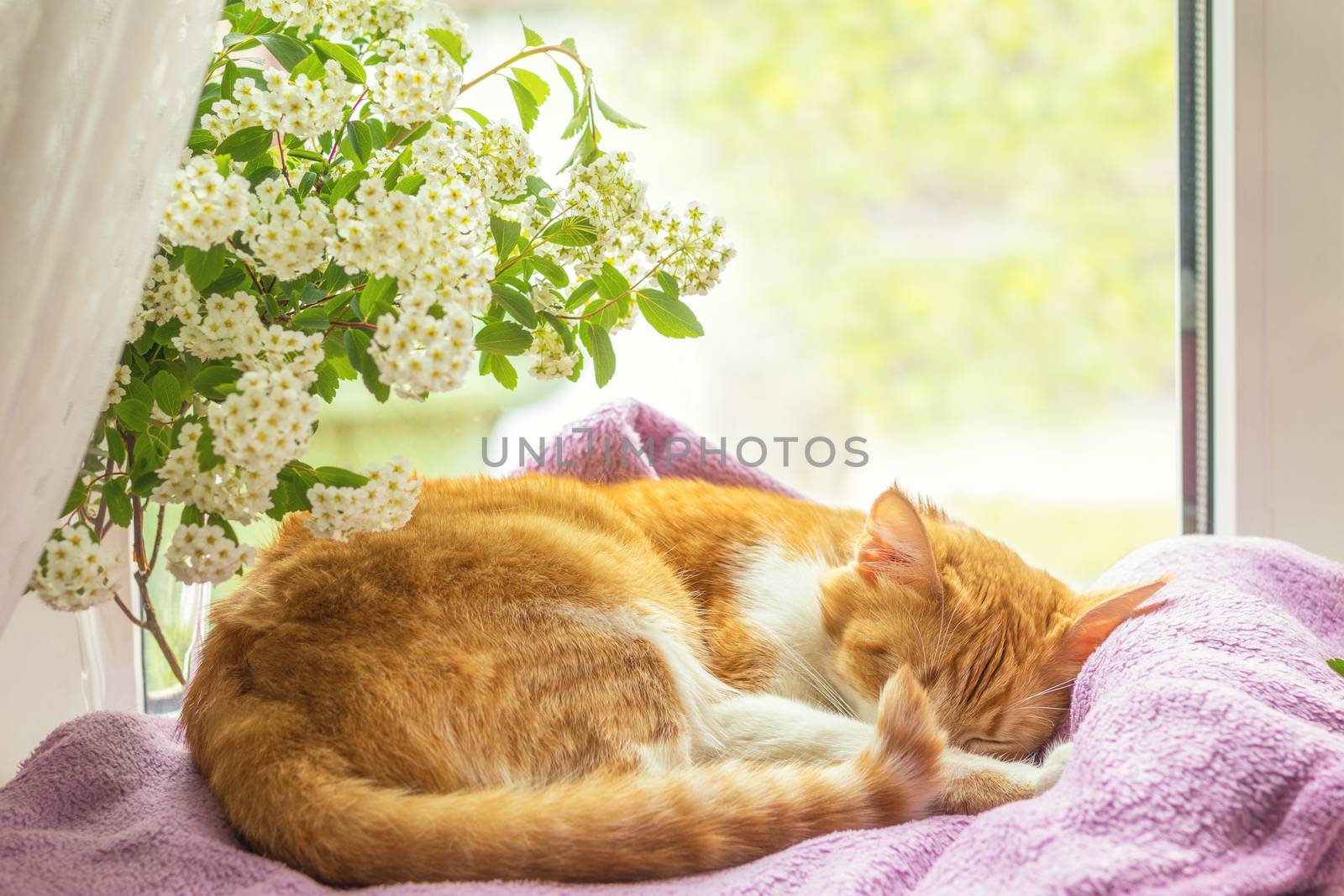 Red-and-white kitty is peacefully sleeping at the new violet plaid on the windowsill under a gentle branch of fresh white spring flowers. Cozy home concept.  Summer background.
