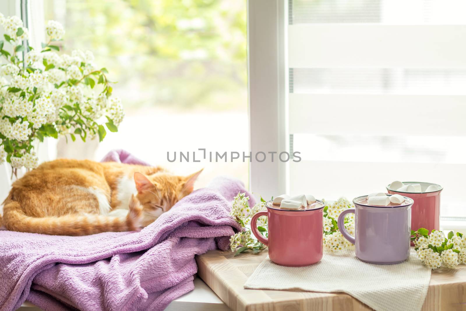 Cozy home concept.  Red-and-white cat is peacefully resting on the violet plaid at the white windowsill near the three pink cups with marshmallows on top of hot cocoa. Cozy home concept