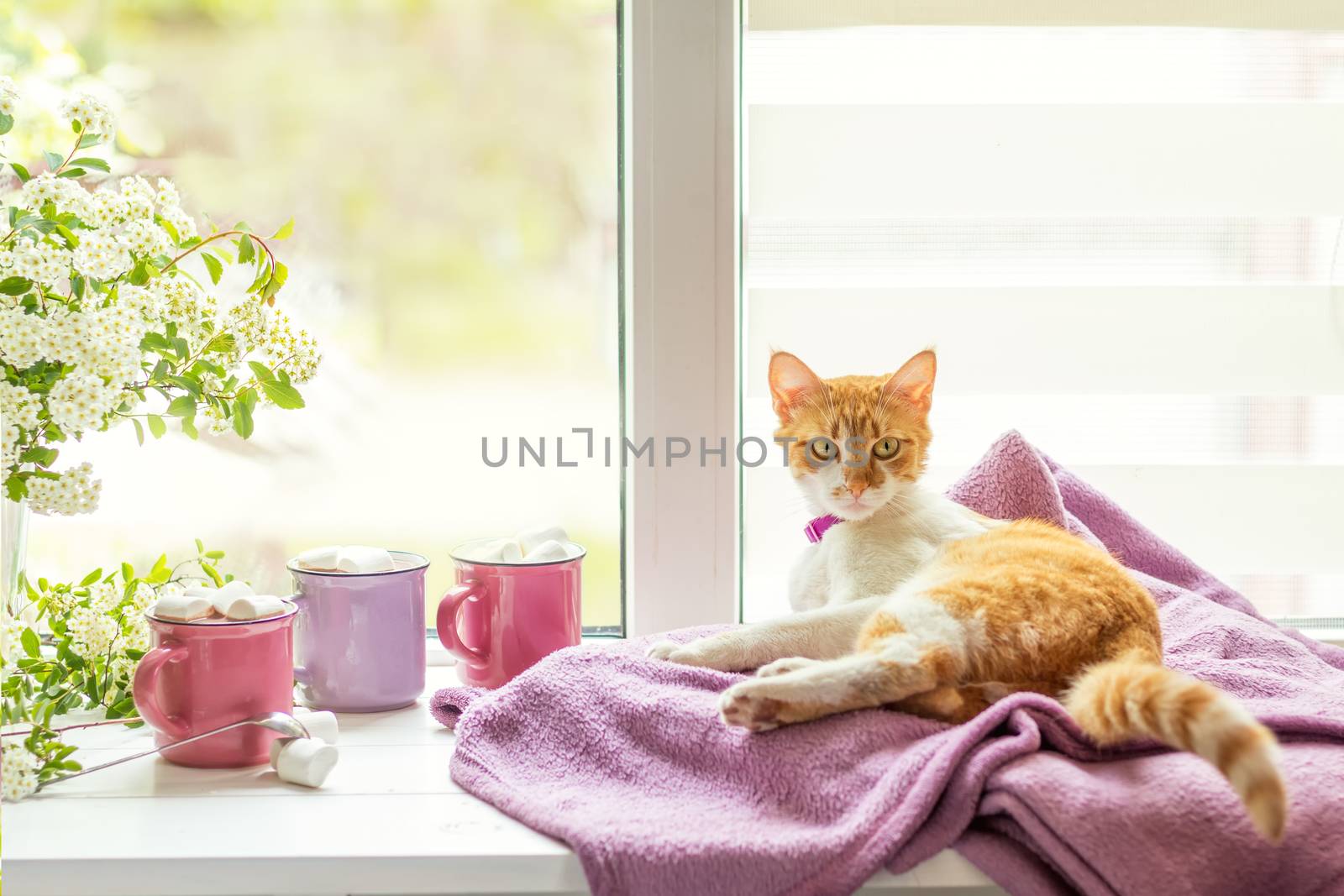Kitty on the windowsill, cups of hot cocoa by ArtSvitlyna