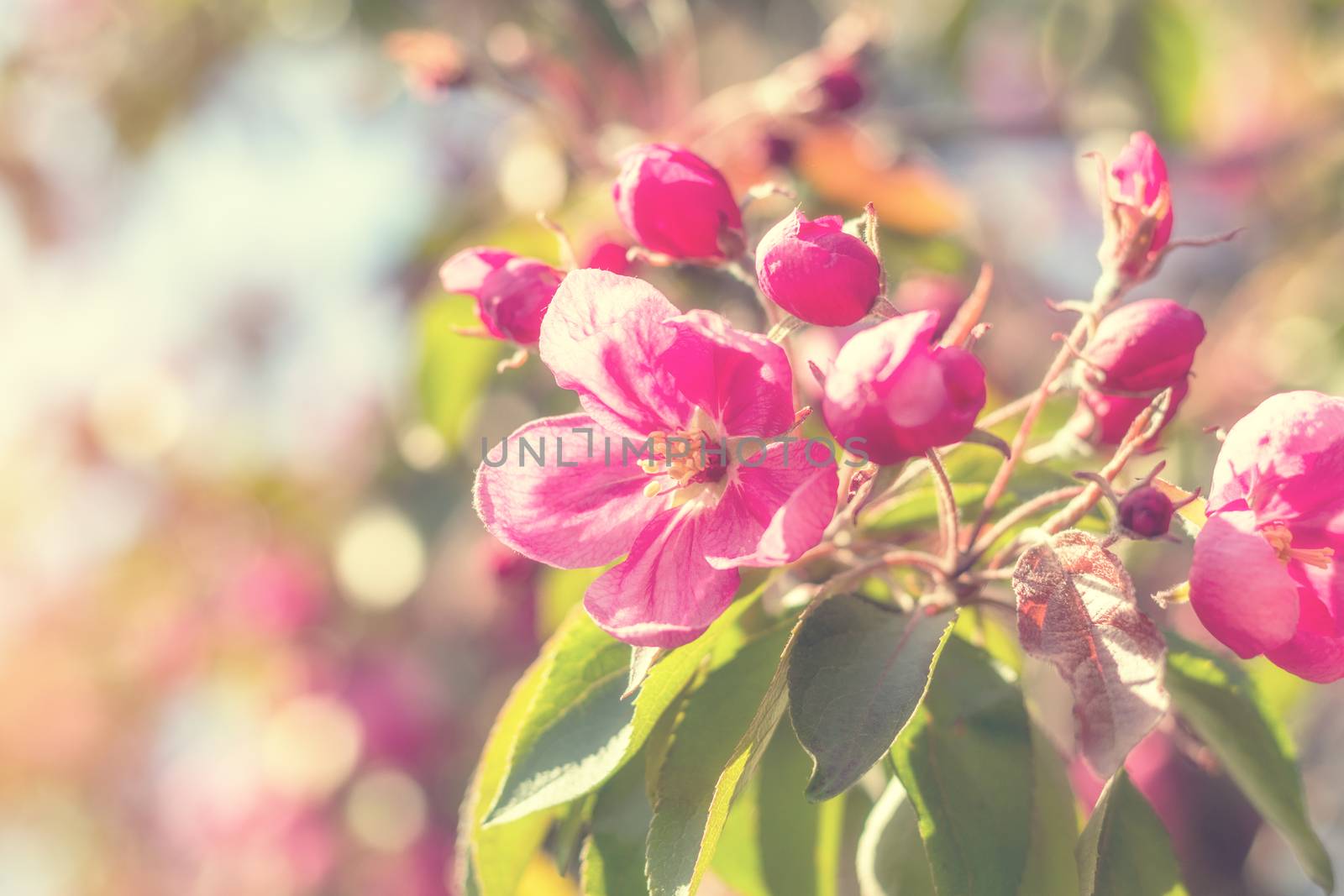 Spring background art with pink apple blossom by ArtSvitlyna