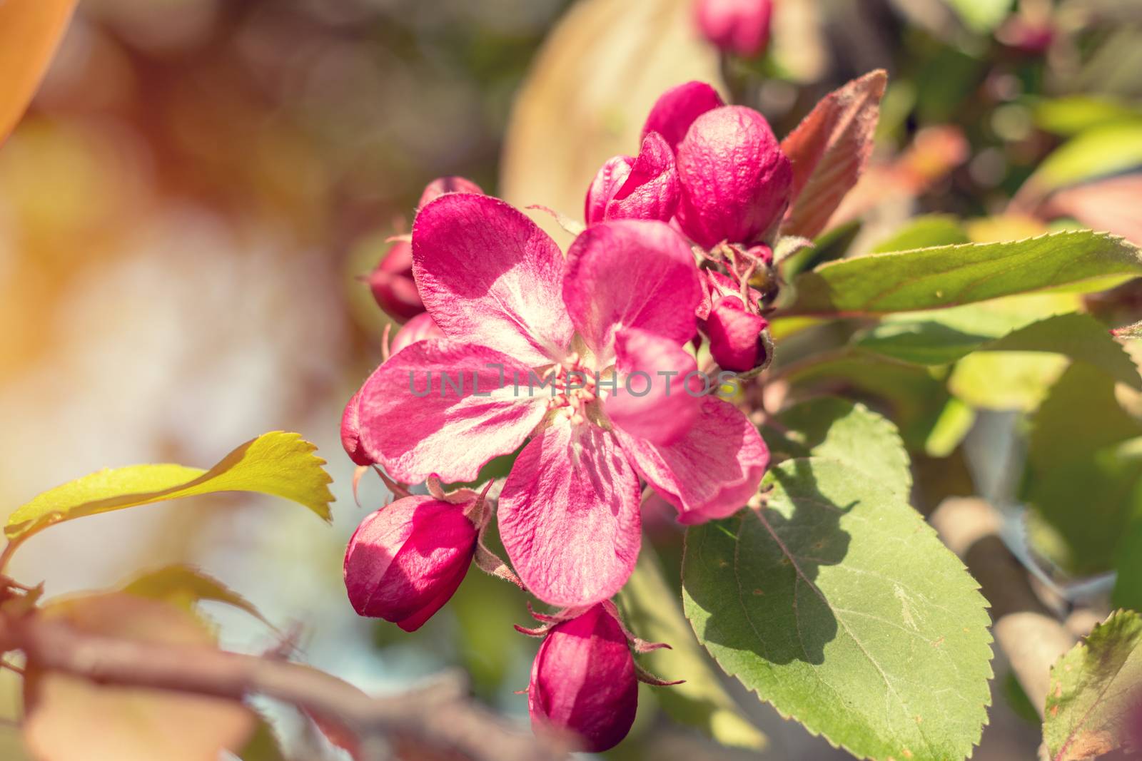 Spring background art with pink apple blossom by ArtSvitlyna