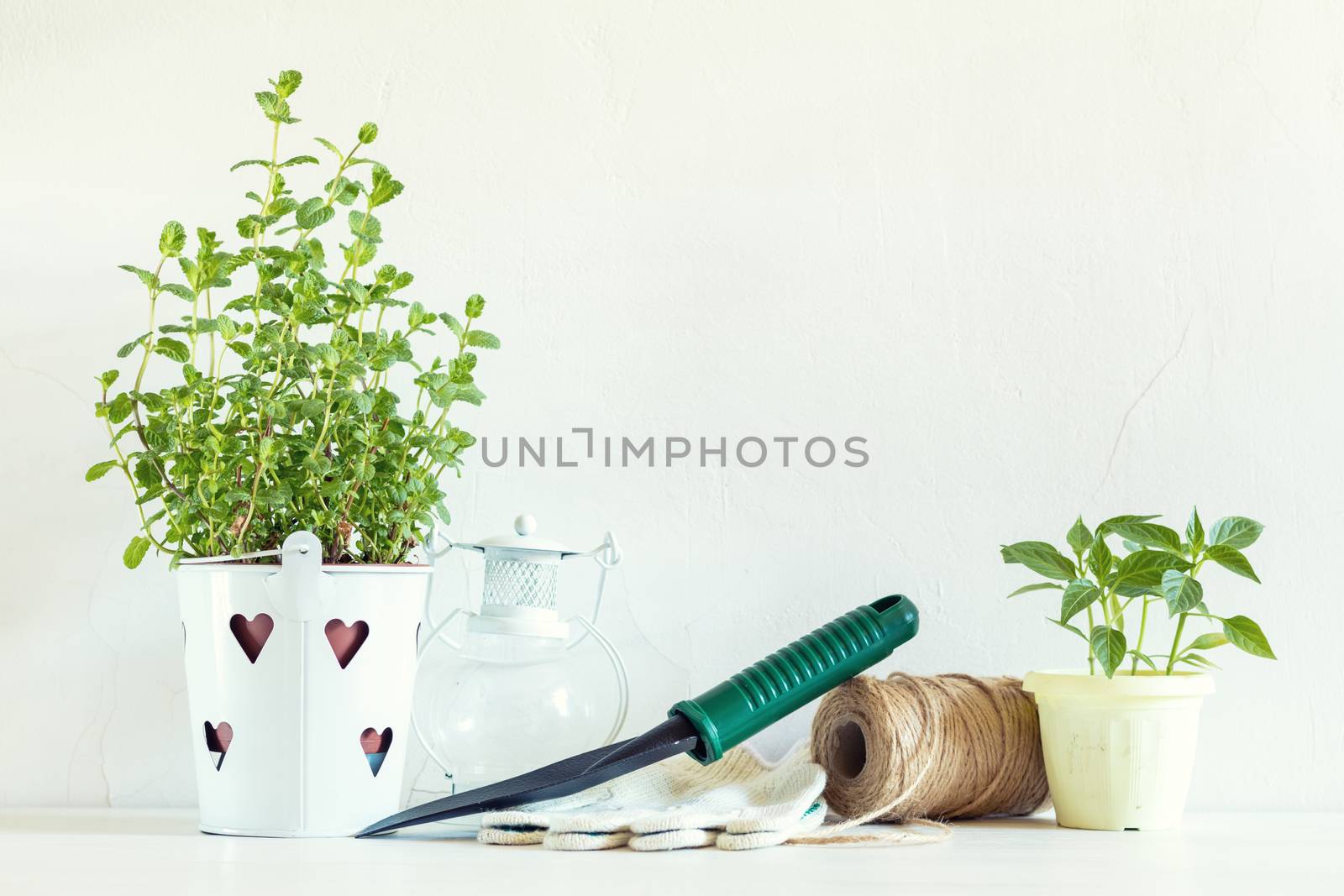Spring gardening light concept. Fresh mint, pepper seedling in pots, hank of rope and gardening tools on a white table. White wall background.