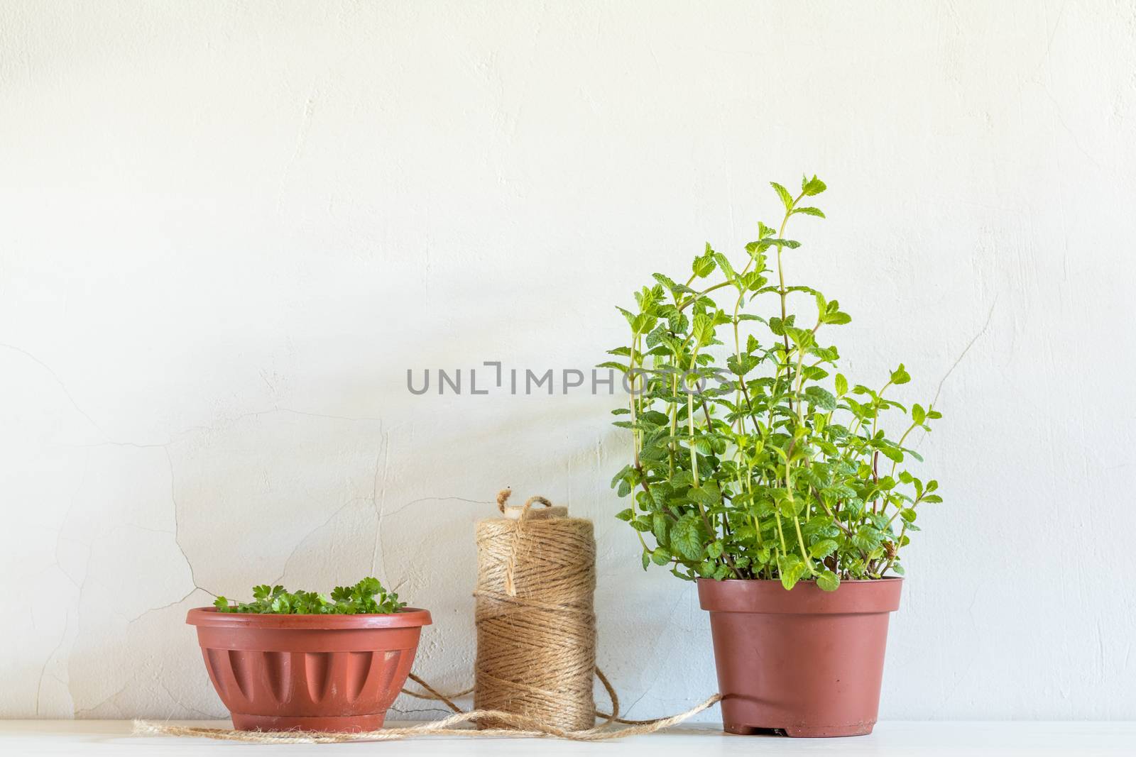 Spring gardening light concept. Fresh mint, parsley in pots, hank of rope on a white table. White wall background.