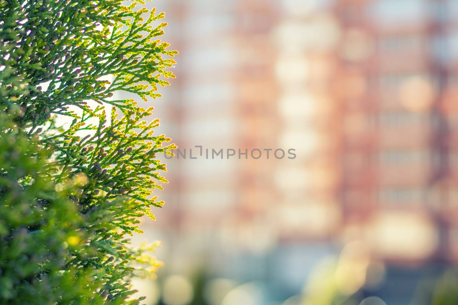 Thuja foliage in the sunlight.  Multistoried building is out of focus. Urban background. Shallow depth of field, bokeh