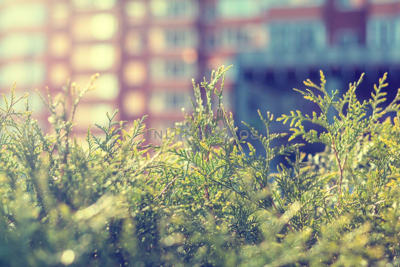 Thuja foliage in the sunlight.  Multistoried building is out of focus. Urban background. Shallow depth of field, bokeh