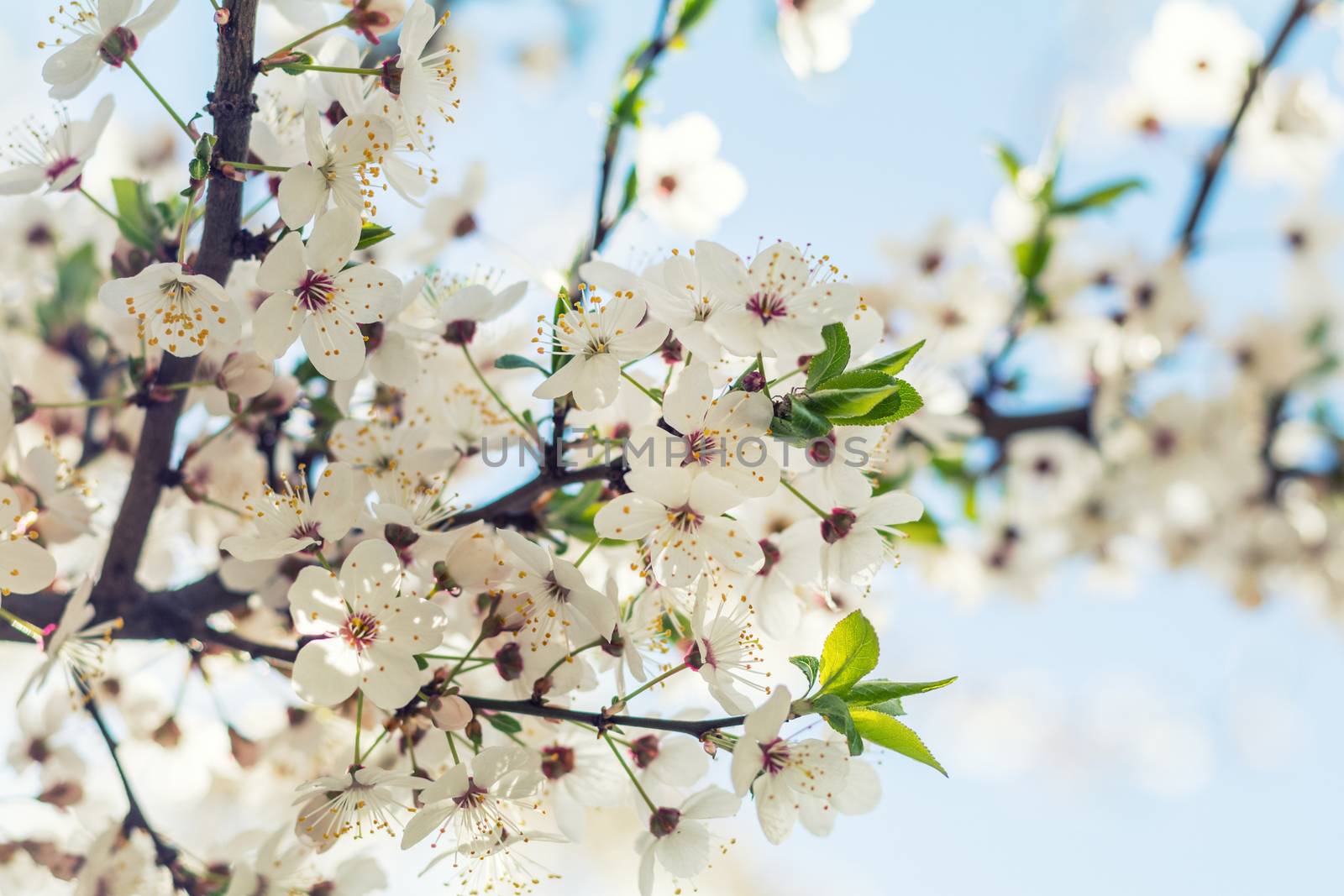 Spring background art with white cherry blossom. Beautiful nature scene with blooming tree. Sunny day. Spring flowers. Beautiful orchard. Abstract blurred background. Shallow depth of field.