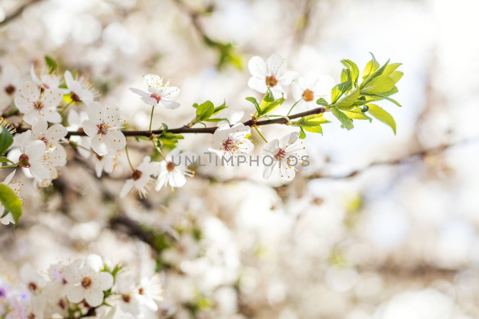 Spring background art with white cherry blossom. Beautiful natur by ArtSvitlyna