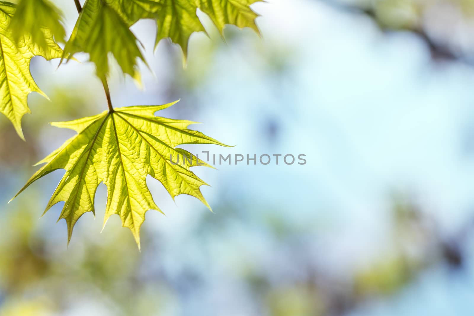 Beautiful young maple leaves on blue sky by ArtSvitlyna