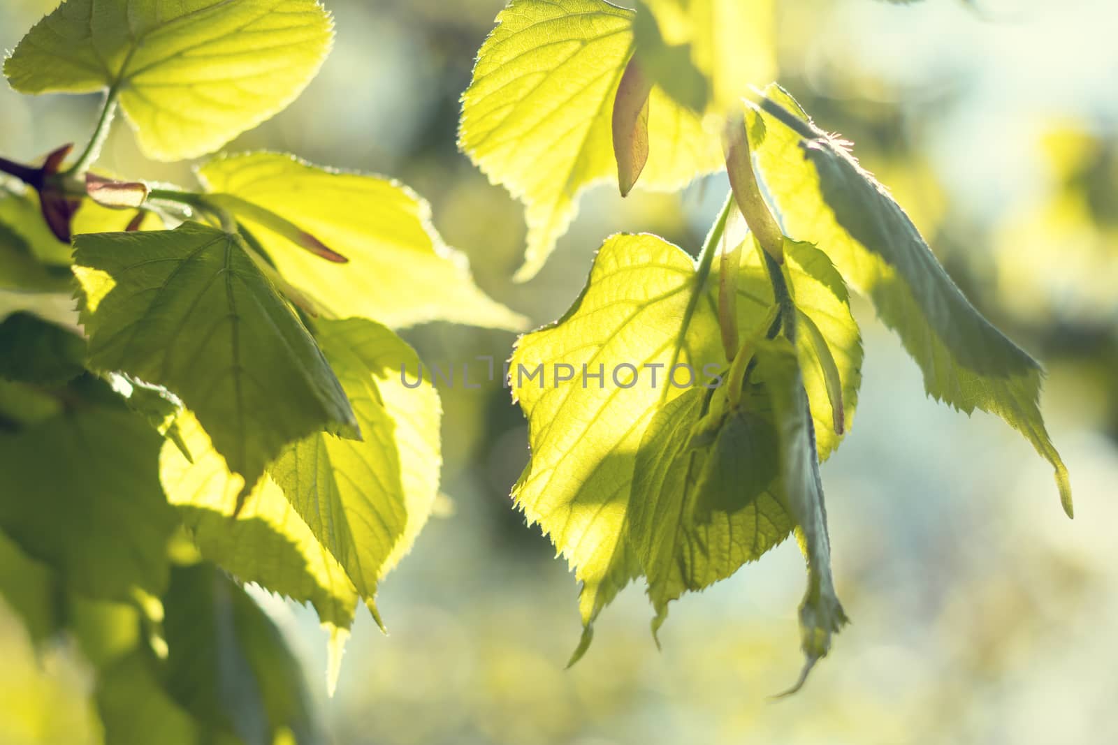 Spring background art young linden leaves. Beautiful young linden leaves in backlight on blue sky background at springtime. Sunny day. Shallow depth of field.