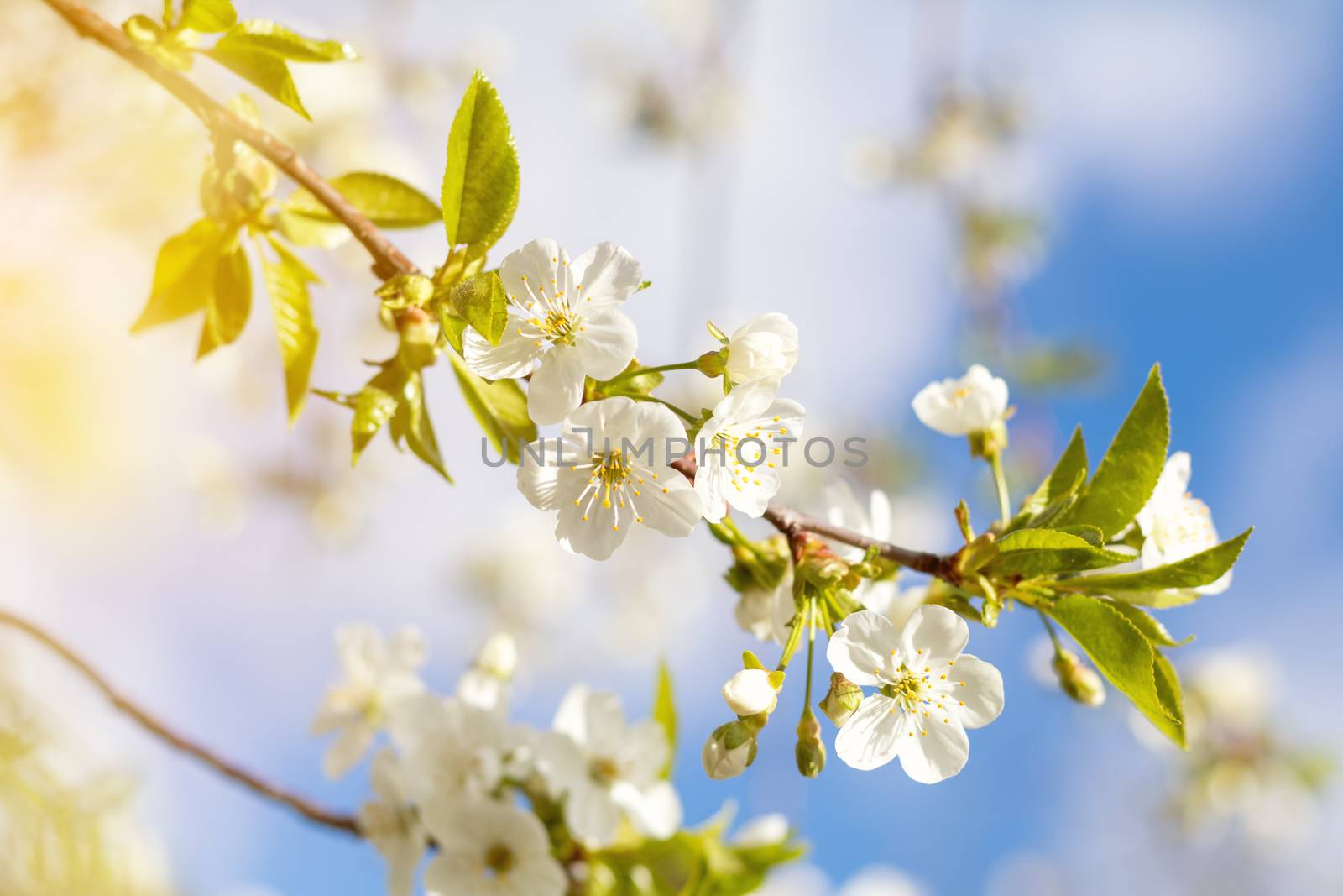 Spring background art with white cherry blossom. Beautiful nature scene with blooming tree. Sunny day. Spring flowers. Beautiful orchard. Abstract blurred background. Shallow depth of field.
