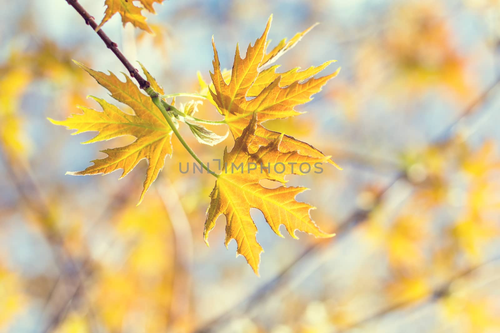 Spring background art young maple leaves. Beautiful young maple leaves in backlight on blue sky background at springtime. Sunny day. Shallow depth of field.