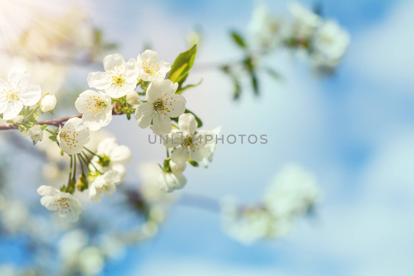 Spring background art with white cherry blossom. Beautiful nature scene with blooming tree and sun flare. Sunny day. Spring flowers. Beautiful orchard. Abstract blurred background. Shallow depth of field.