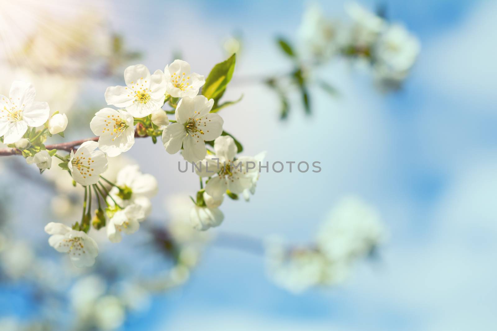 Spring background art with white cherry blossom by ArtSvitlyna