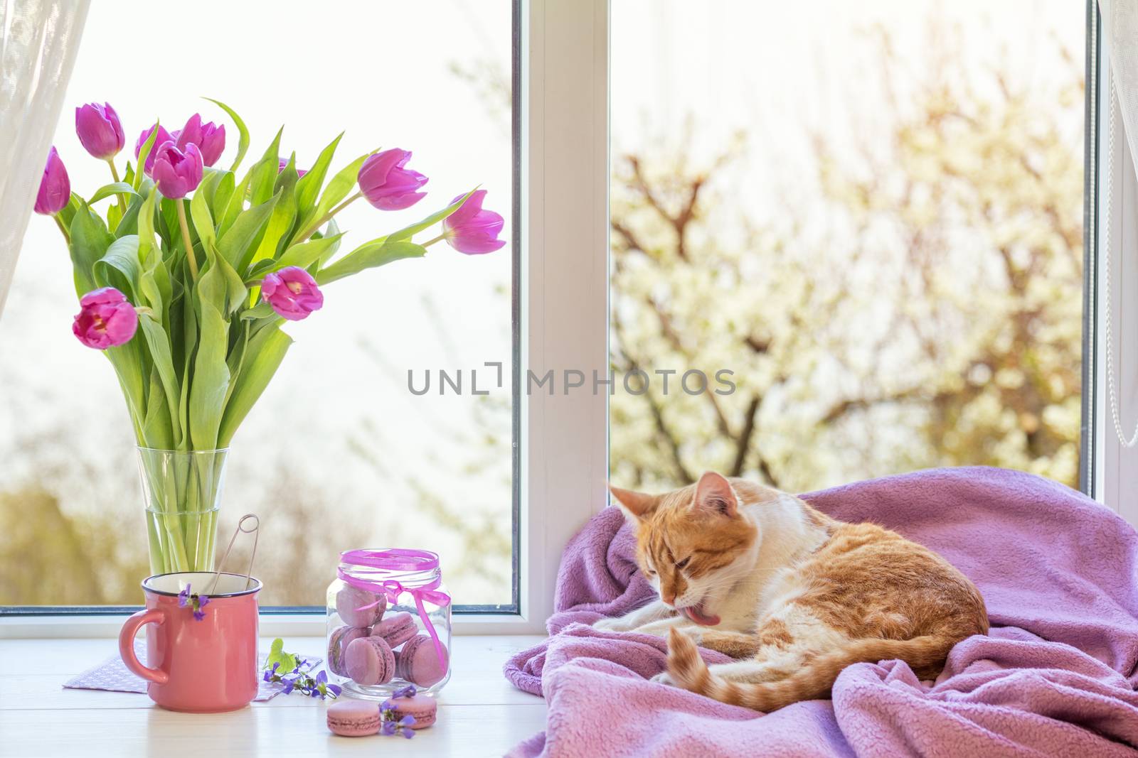 Cozy home concept. Purple fresh tulips in glass vase. Macaroons in glass jar. Cup of hot tea. Lilac blanket on the windowsill. Red white cat kitty on violet plaid. Sunshine. Coloring toned photo