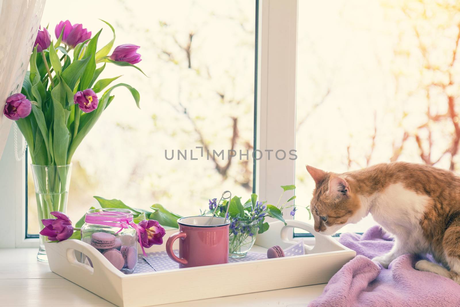 Cozy home concept. Purple fresh tulips in glass vase. Macaroons in glass jar. Cup of hot tea. White tray. Lilac blanket on the windowsill. Red white cat kitty on violet plaid. Sunshine.