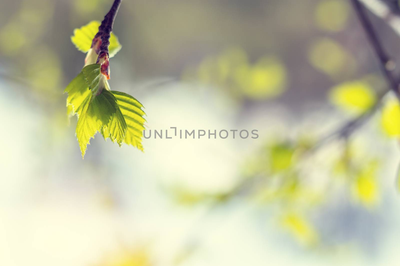 Birch twig with young foliage on blurred trees and blue sky background at springtime. Coloring and processing photo. Toned. Shallow depth of field.