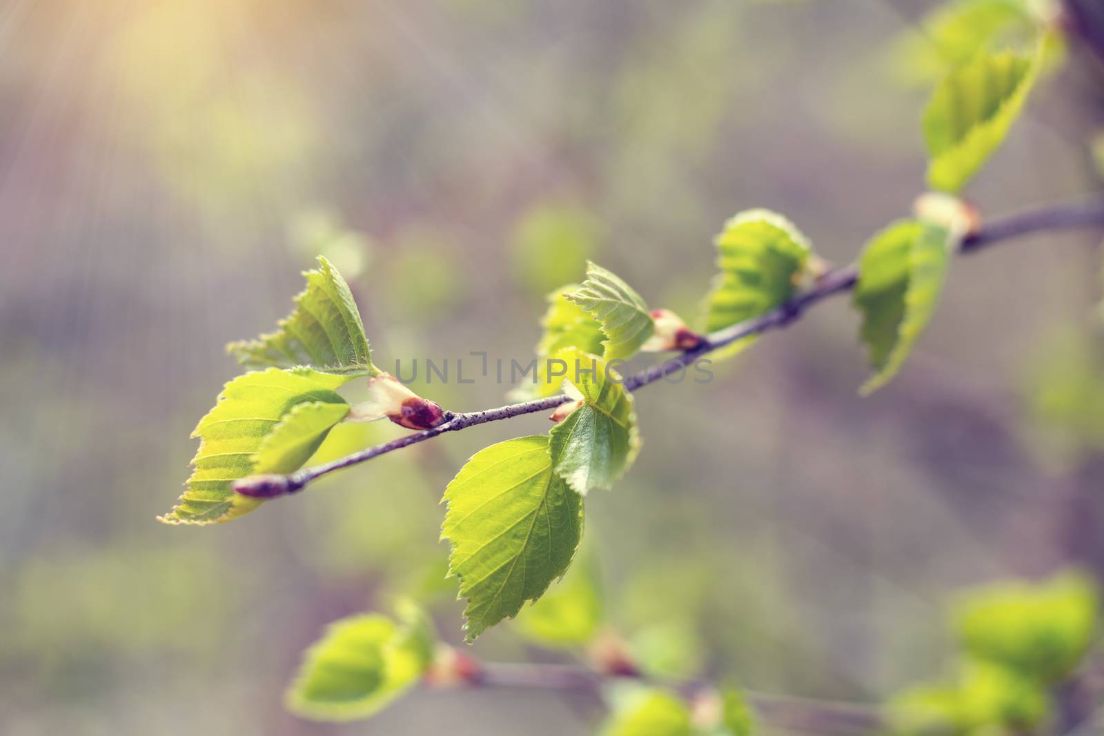 Birch twig with young foliage on blurred trees and blue sky background at springtime. Coloring and processing photo. Toned. Shallow depth of field.