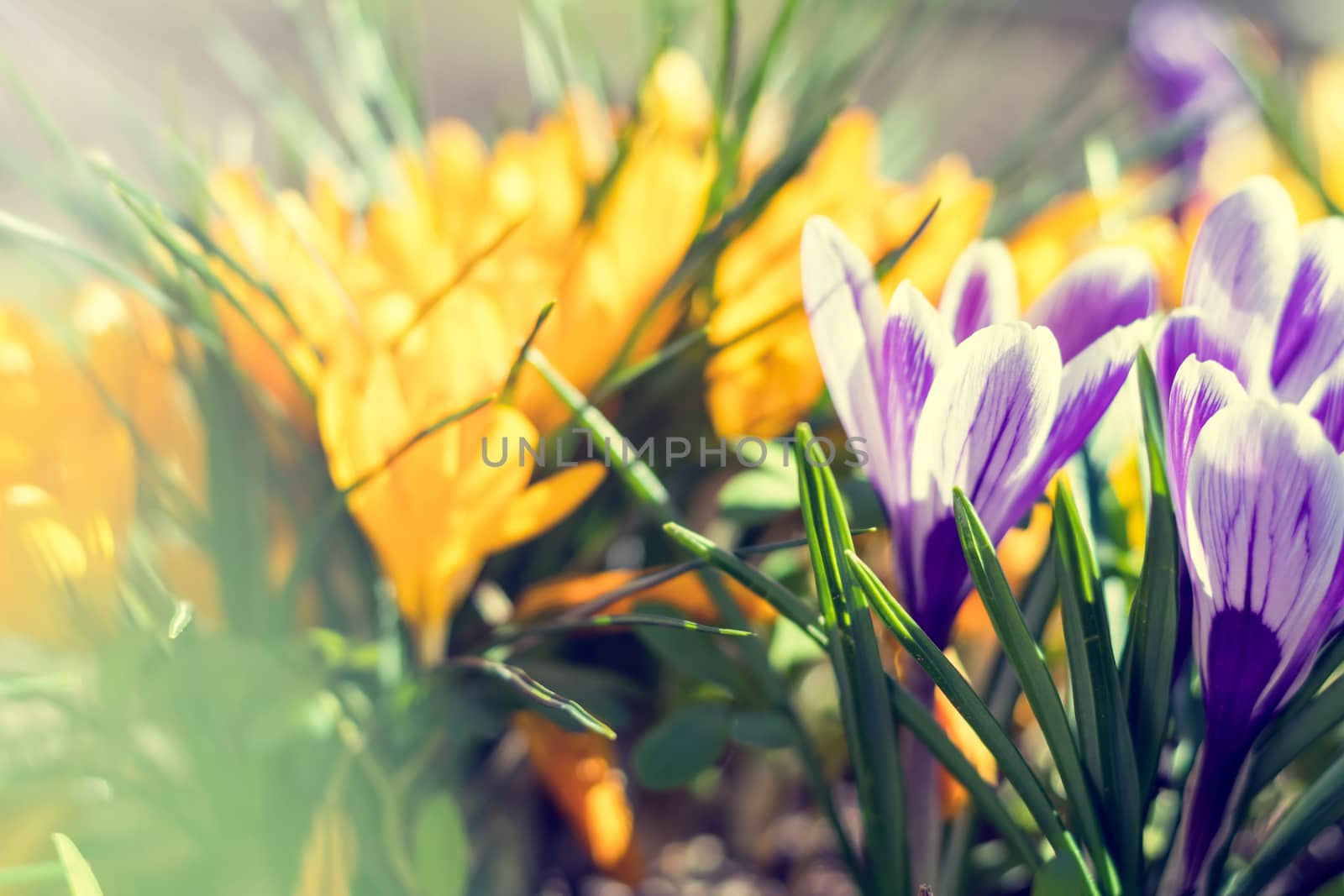 Beautiful spring violet white and yellow flowers crocuses on bokeh background in sunny spring forest under sunbeams. Holidays Easter, valentine, mothers day picture with copy space. Toned.