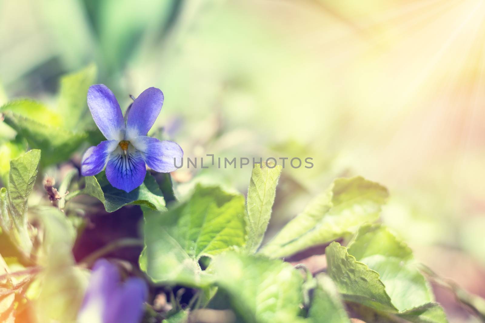 Beautiful spring violet flowers Viola odorata by ArtSvitlyna