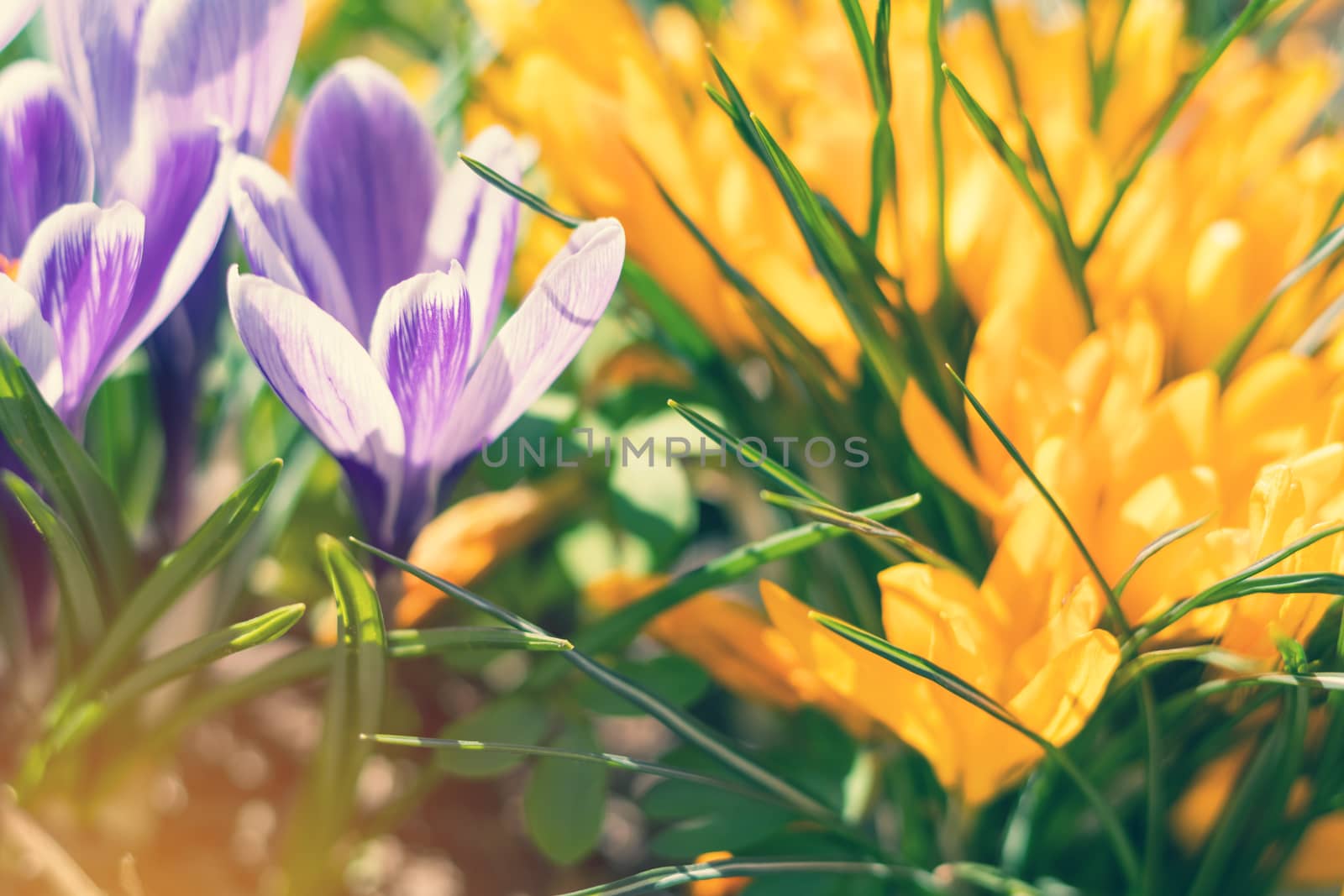 Beautiful spring violet white and yellow flowers crocuses on bokeh background in sunny spring forest under sunbeams. Holidays Easter, valentine, mothers day picture with copy space. Toned.