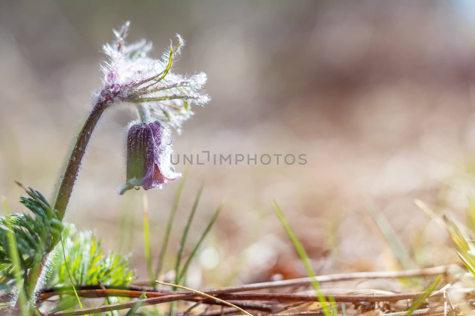 Prairie crocus, cutleaf anemone by ArtSvitlyna