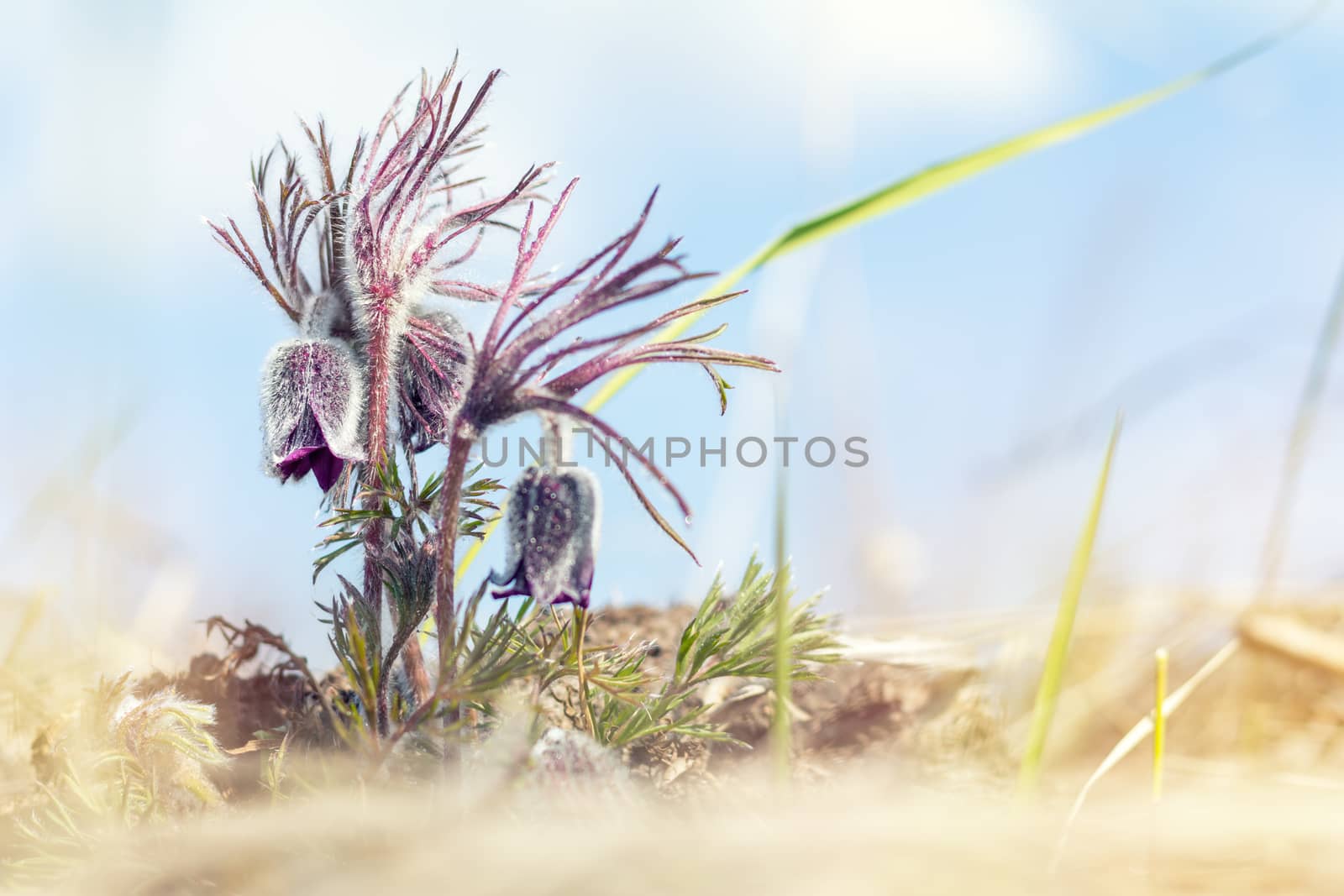 Prairie crocus, cutleaf anemone by ArtSvitlyna