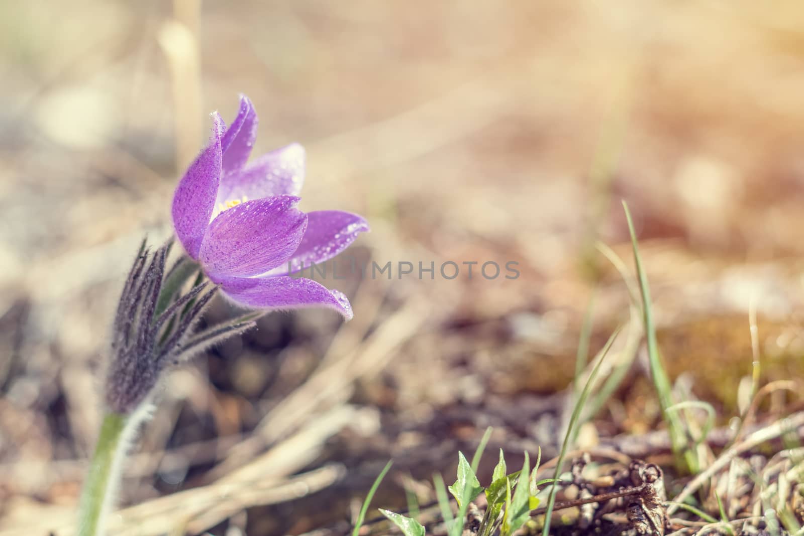 Beautiful spring violet flowers background. Eastern pasqueflower, prairie crocus, cutleaf anemone with water drops.Shallow depth of field. Toned. Copy space.
