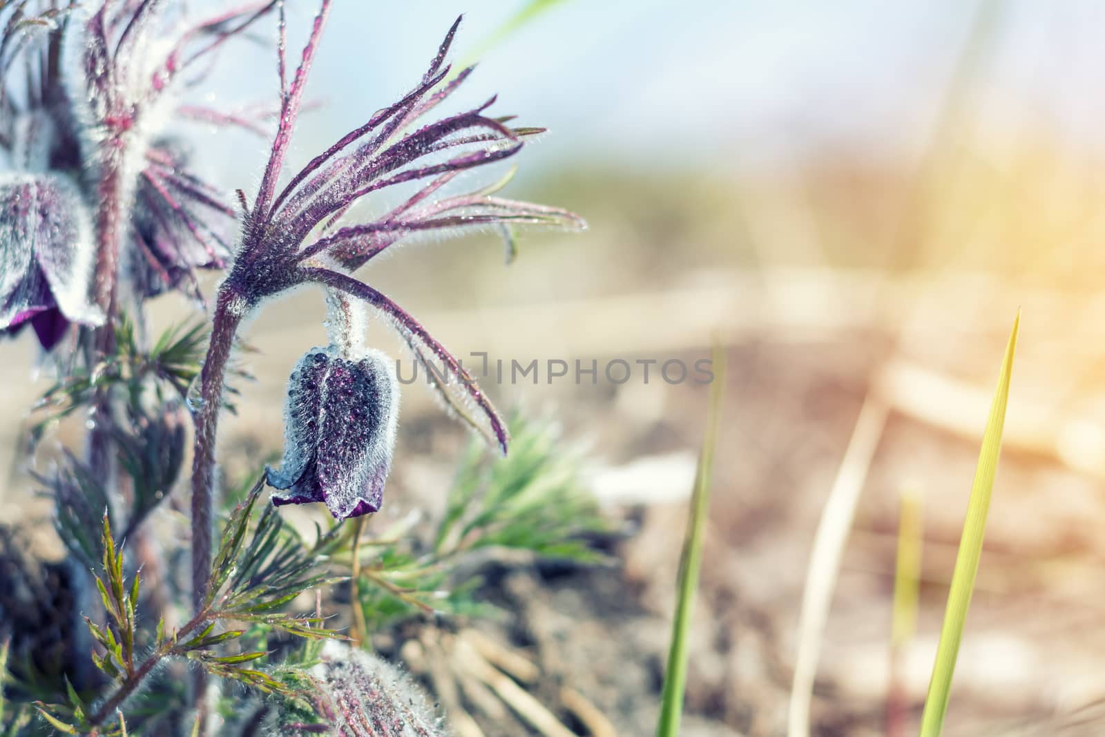 Beautiful spring violet flowers background. Eastern pasqueflower, prairie crocus, cutleaf anemone with water drops.Shallow depth of field. Toned. Copy space.